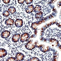 MUC2 Antibody in Immunohistochemistry (Paraffin) (IHC (P))