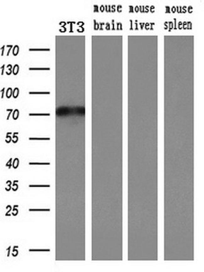 MX1 Antibody in Western Blot (WB)