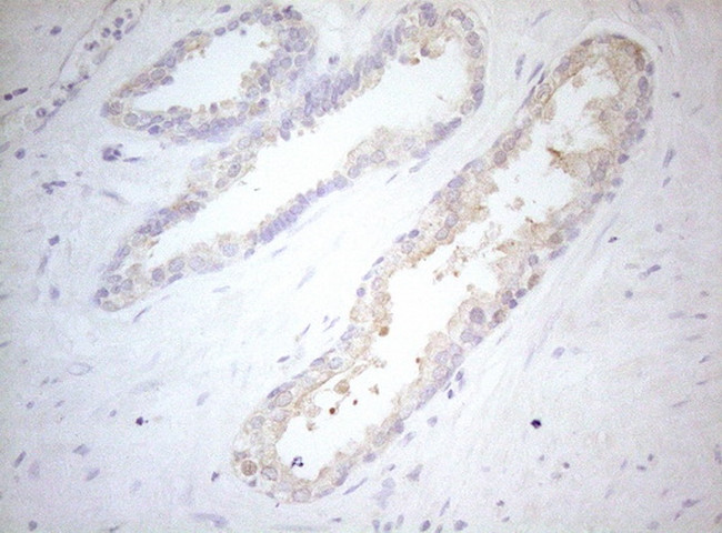 MXD4 Antibody in Immunohistochemistry (Paraffin) (IHC (P))