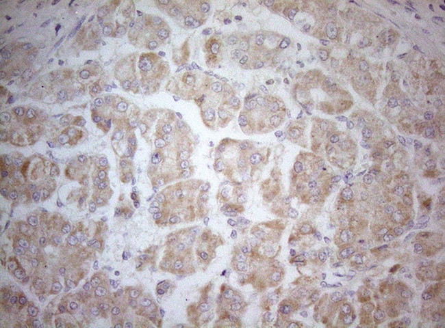 MXD4 Antibody in Immunohistochemistry (Paraffin) (IHC (P))