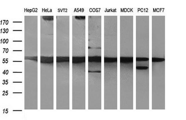 MYC Antibody in Western Blot (WB)