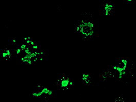 MYD88 Antibody in Immunocytochemistry (ICC/IF)