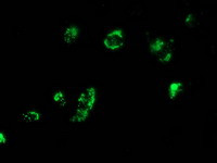 MYD88 Antibody in Immunocytochemistry (ICC/IF)