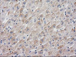 MYD88 Antibody in Immunohistochemistry (Paraffin) (IHC (P))