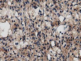 MYD88 Antibody in Immunohistochemistry (Paraffin) (IHC (P))