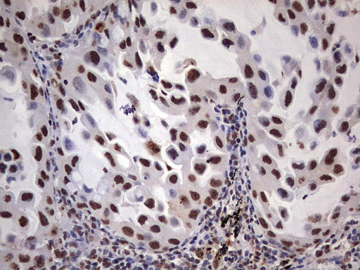 MYF5 Antibody in Immunohistochemistry (Paraffin) (IHC (P))