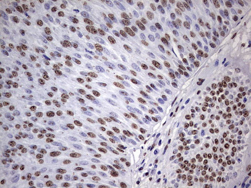 MYF5 Antibody in Immunohistochemistry (Paraffin) (IHC (P))