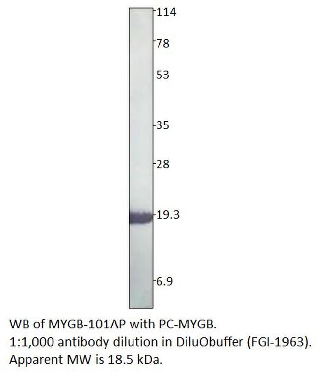 Myoglobin Antibody in Western Blot (WB)