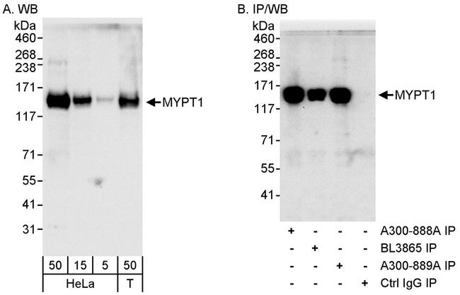 MYPT1 Antibody in Western Blot (WB)