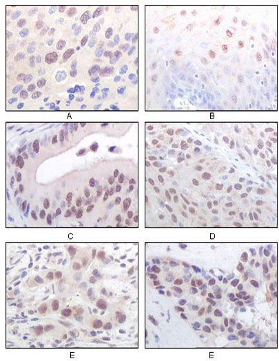 MYST1 Antibody in Immunohistochemistry (Paraffin) (IHC (P))