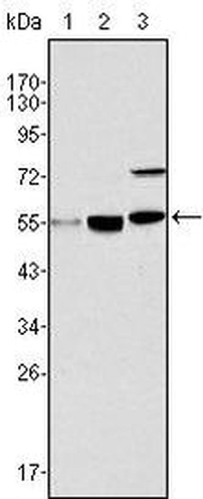 MYST1 Antibody in Western Blot (WB)