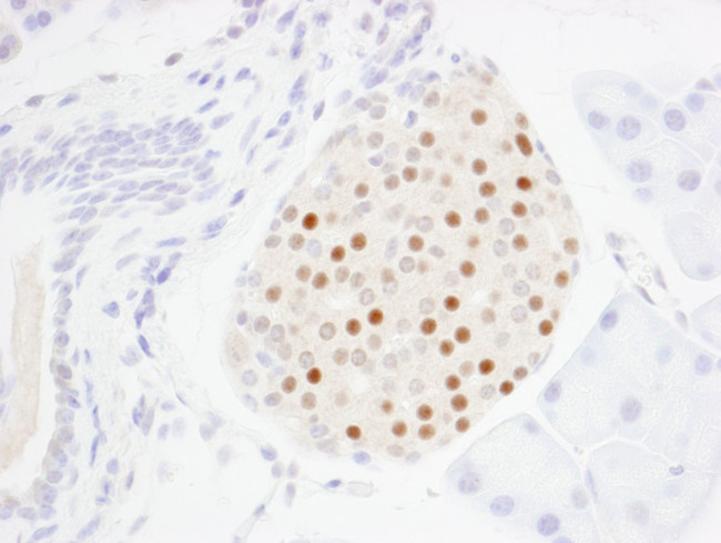 MafA Antibody in Immunohistochemistry (IHC)