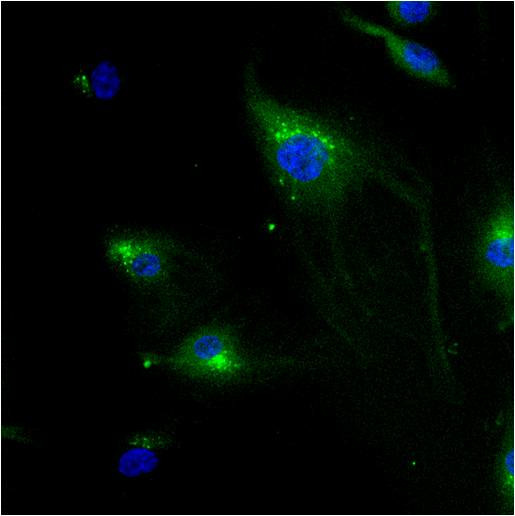 IGF2R Antibody in Immunocytochemistry (ICC/IF)