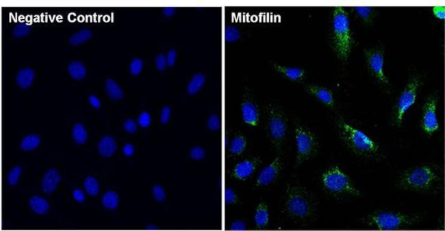 Mitofilin Antibody in Immunocytochemistry (ICC/IF)