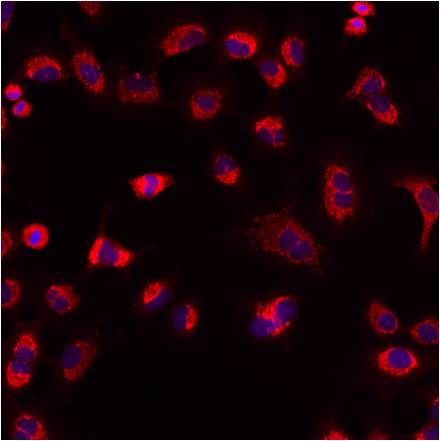 Mitofilin Antibody in Immunocytochemistry (ICC/IF)