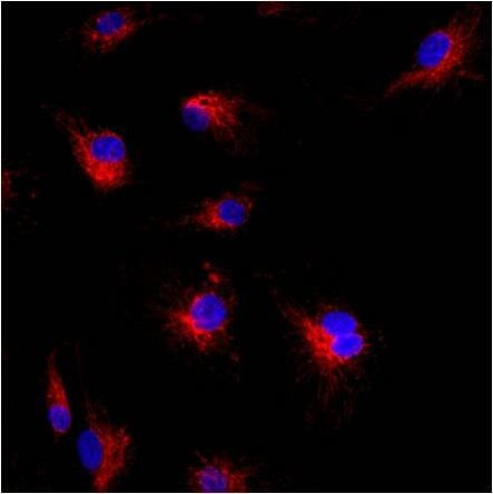 Mitofilin Antibody in Immunocytochemistry (ICC/IF)