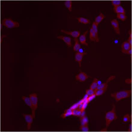 Mitofilin Antibody in Immunocytochemistry (ICC/IF)