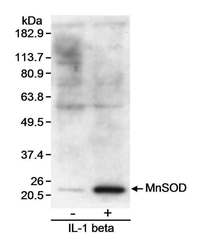 MnSOD Antibody in Western Blot (WB)