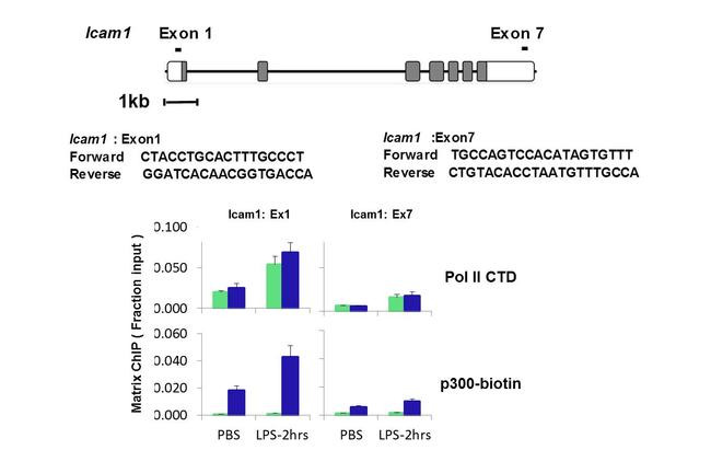 Mouse IgG (H+L) Cross-Adsorbed Secondary Antibody in ChIP Assay (ChIP)