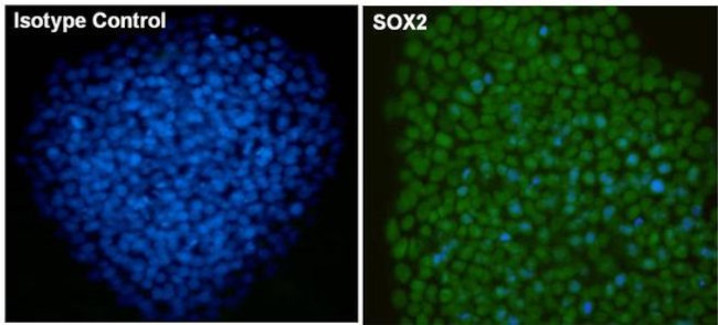 Mouse IgG1 Isotype Control in Immunocytochemistry (ICC/IF)