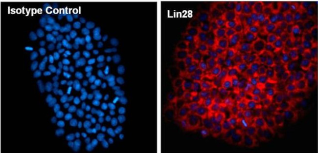 Mouse IgG2a Isotype Control in Immunocytochemistry (ICC/IF)