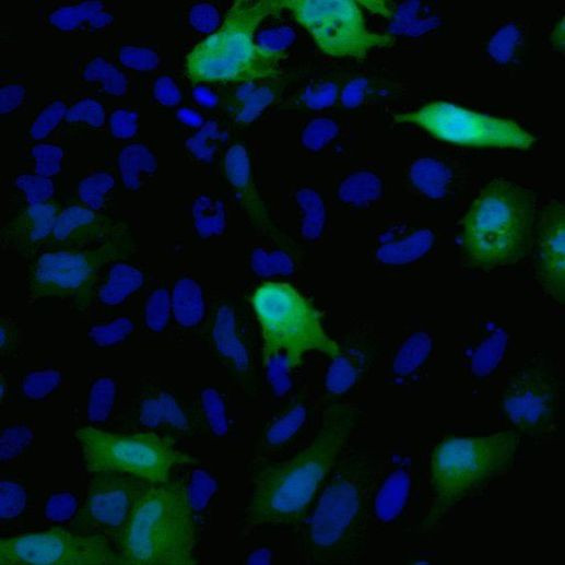 HA Tag Antibody in Immunocytochemistry (ICC/IF)