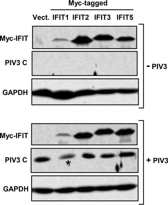 Myc Tag Antibody in Western Blot (WB)