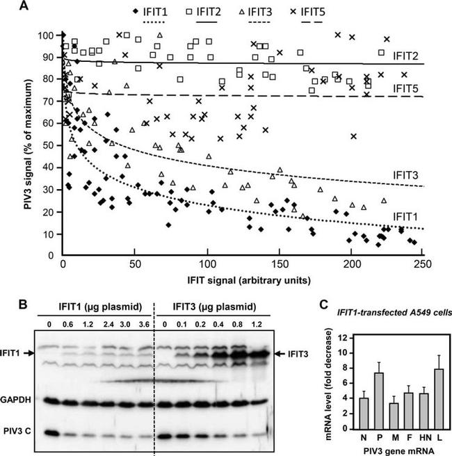 Myc Tag Antibody in Western Blot (WB)