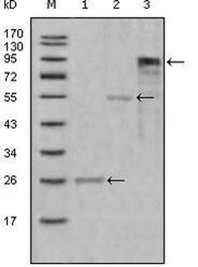 Myeloperoxidase Antibody in Western Blot (WB)