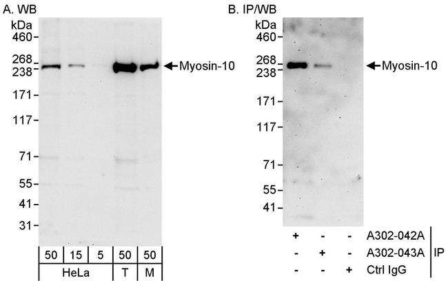 Myosin-10 Antibody in Western Blot (WB)