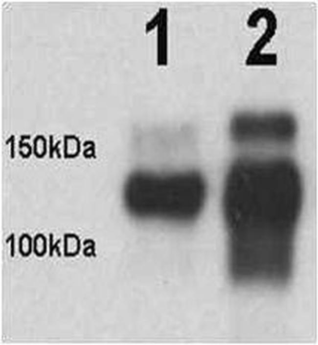 N-cadherin Antibody in Western Blot (WB)