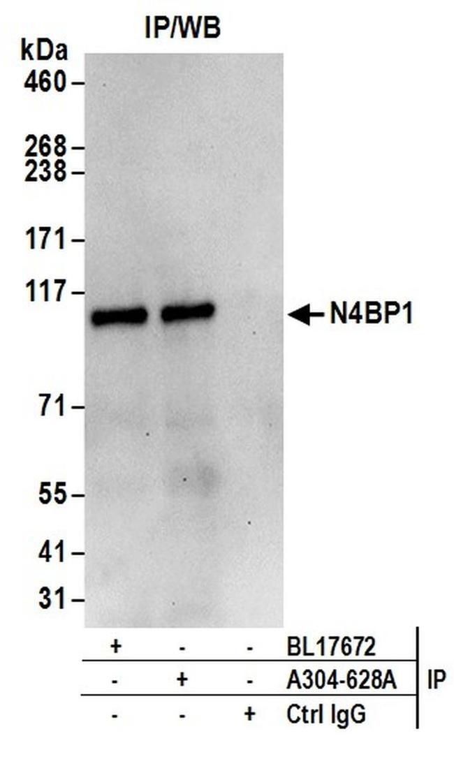 N4BP1 Antibody in Western Blot (WB)