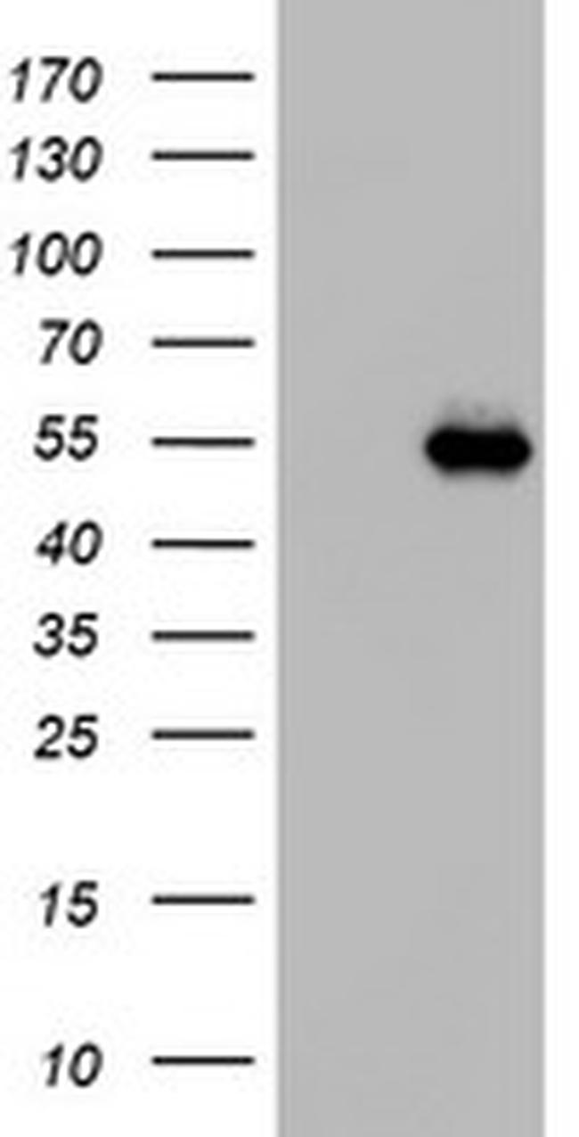 NAB1 Antibody in Western Blot (WB)