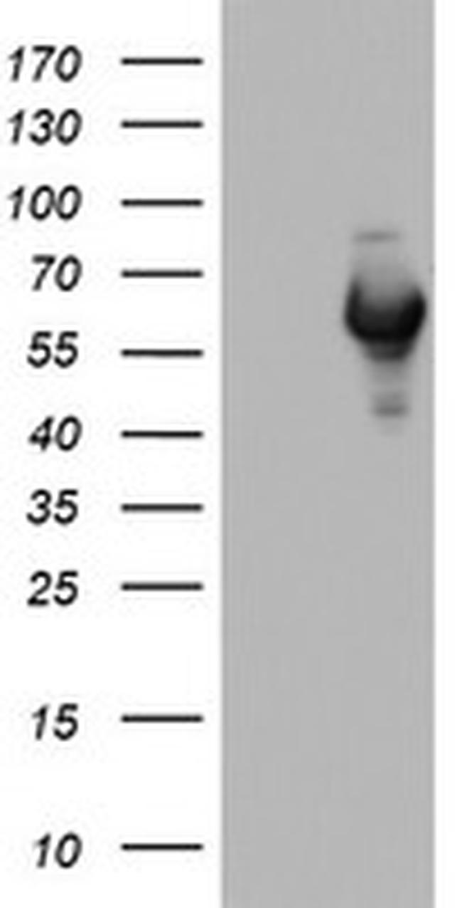 NAB1 Antibody in Western Blot (WB)