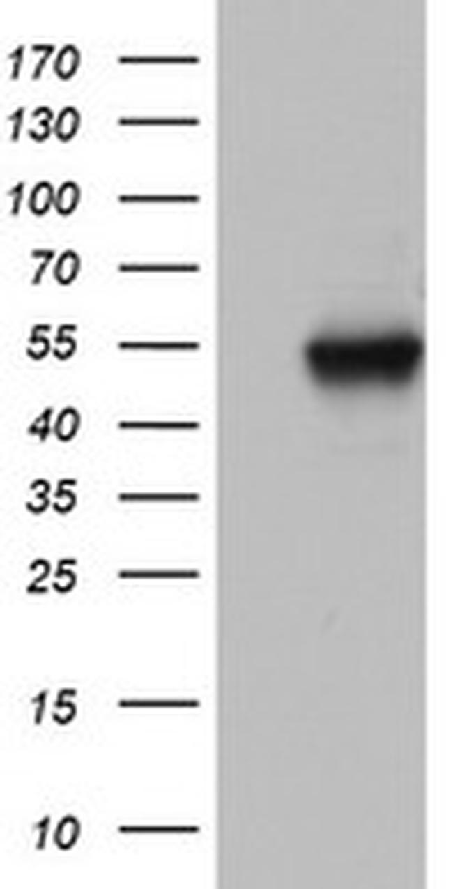 NAB1 Antibody in Western Blot (WB)