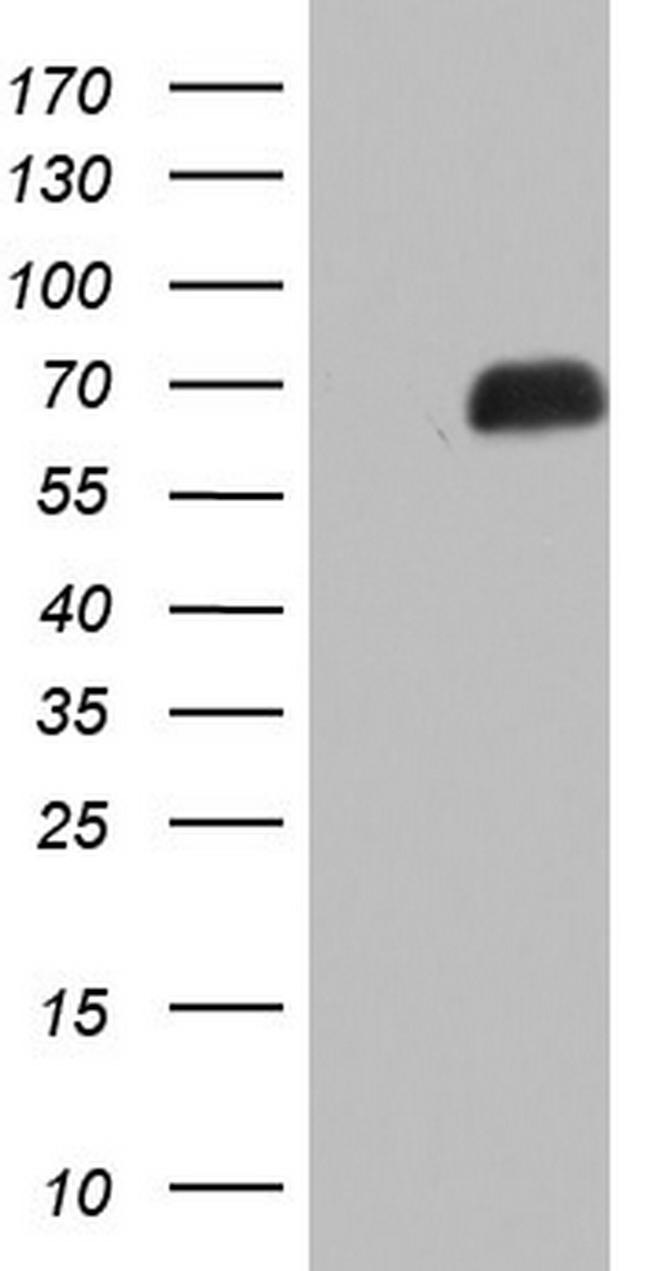 NAB2 Antibody in Western Blot (WB)