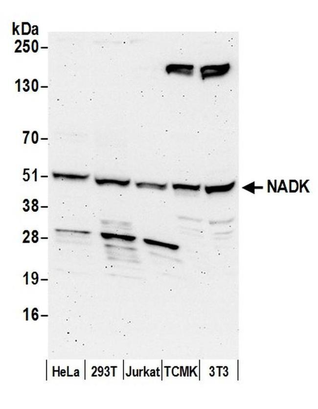 NADK Antibody in Western Blot (WB)