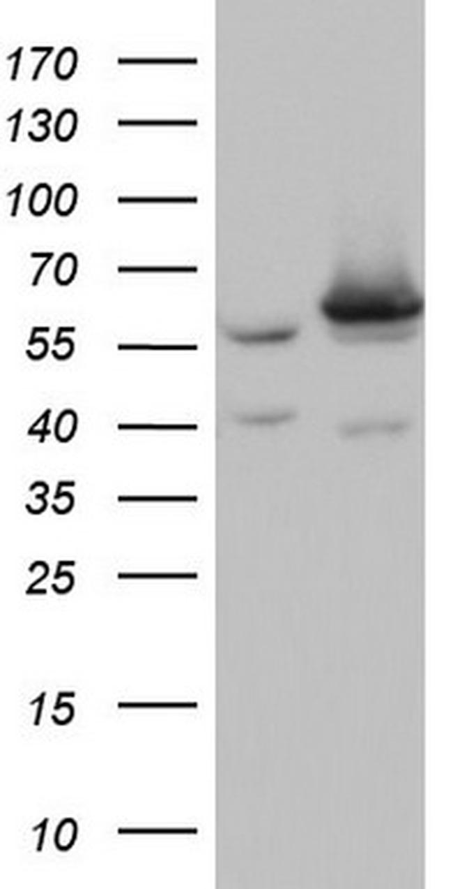 NAE1 Antibody in Western Blot (WB)