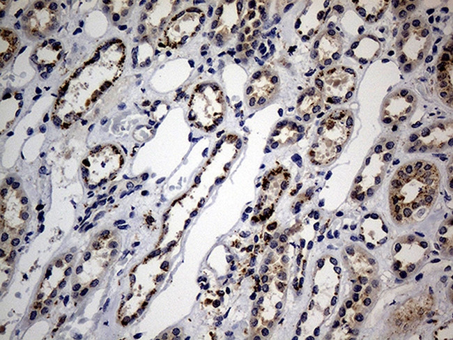 NAGA Antibody in Immunohistochemistry (Paraffin) (IHC (P))