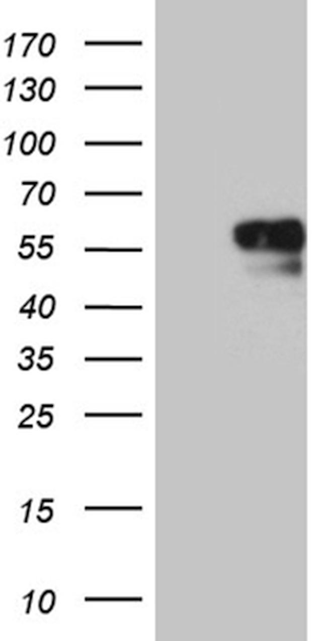 NAGA Antibody in Western Blot (WB)