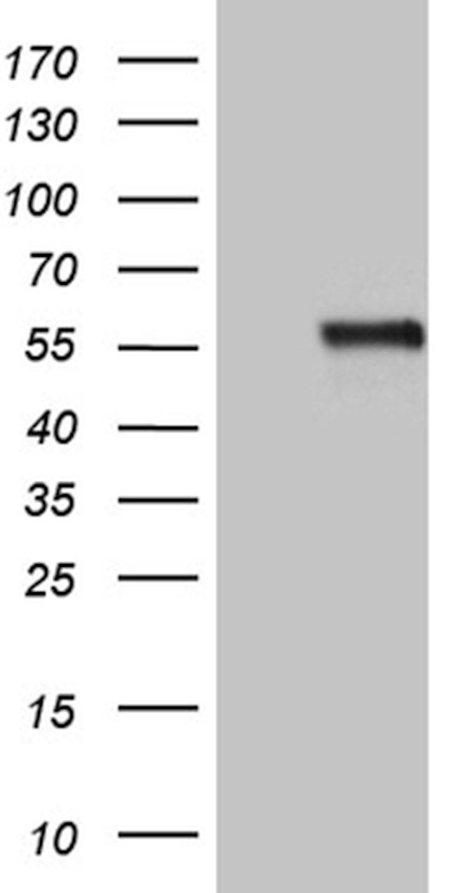 NAGA Antibody in Western Blot (WB)