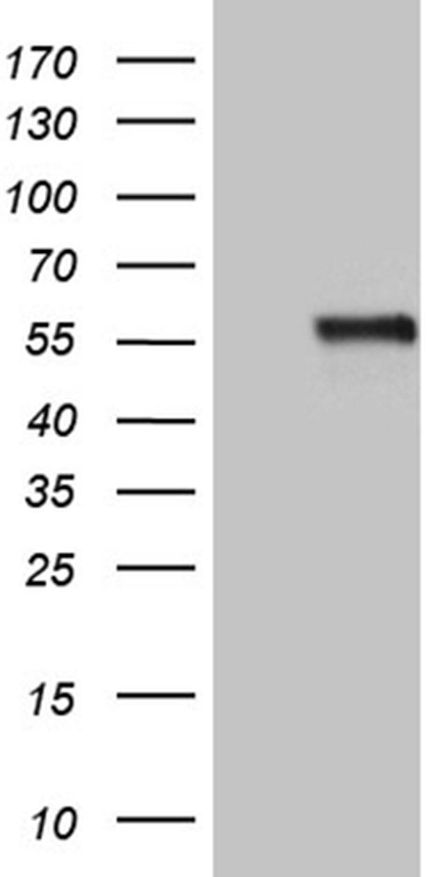 NAGA Antibody in Western Blot (WB)