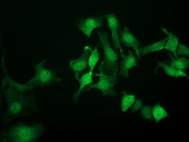 NANP Antibody in Immunocytochemistry (ICC/IF)