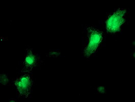 NANP Antibody in Immunocytochemistry (ICC/IF)