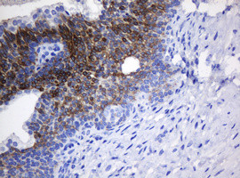 NANP Antibody in Immunohistochemistry (Paraffin) (IHC (P))