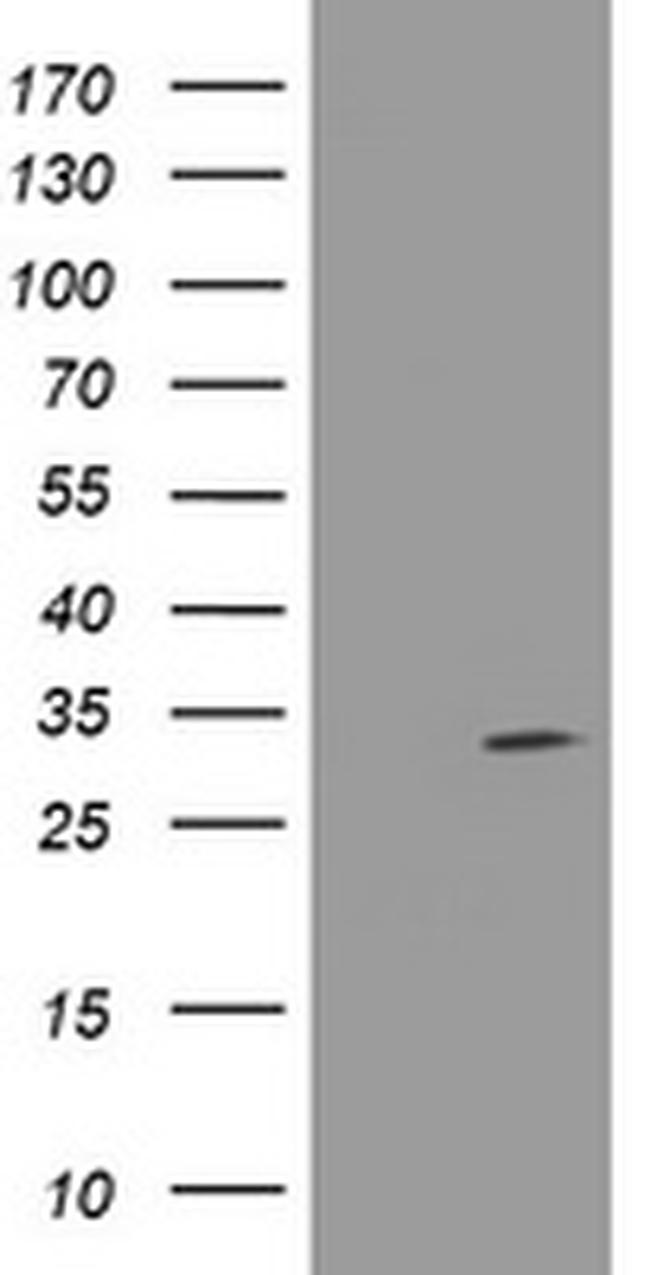 NANP Antibody in Western Blot (WB)