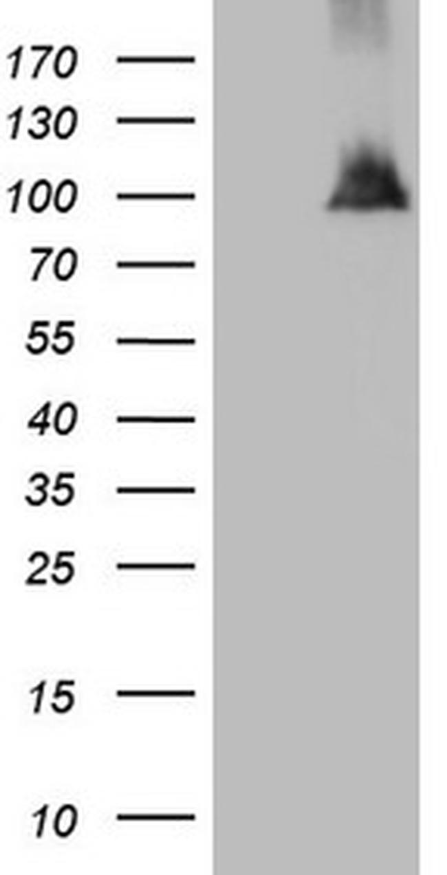 NAP1L3 Antibody in Western Blot (WB)