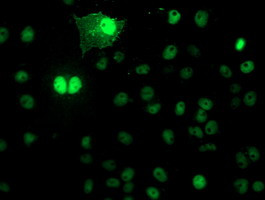 NAPEPLD Antibody in Immunocytochemistry (ICC/IF)