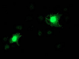 NAPEPLD Antibody in Immunocytochemistry (ICC/IF)