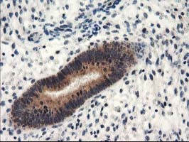 NAPEPLD Antibody in Immunohistochemistry (Paraffin) (IHC (P))